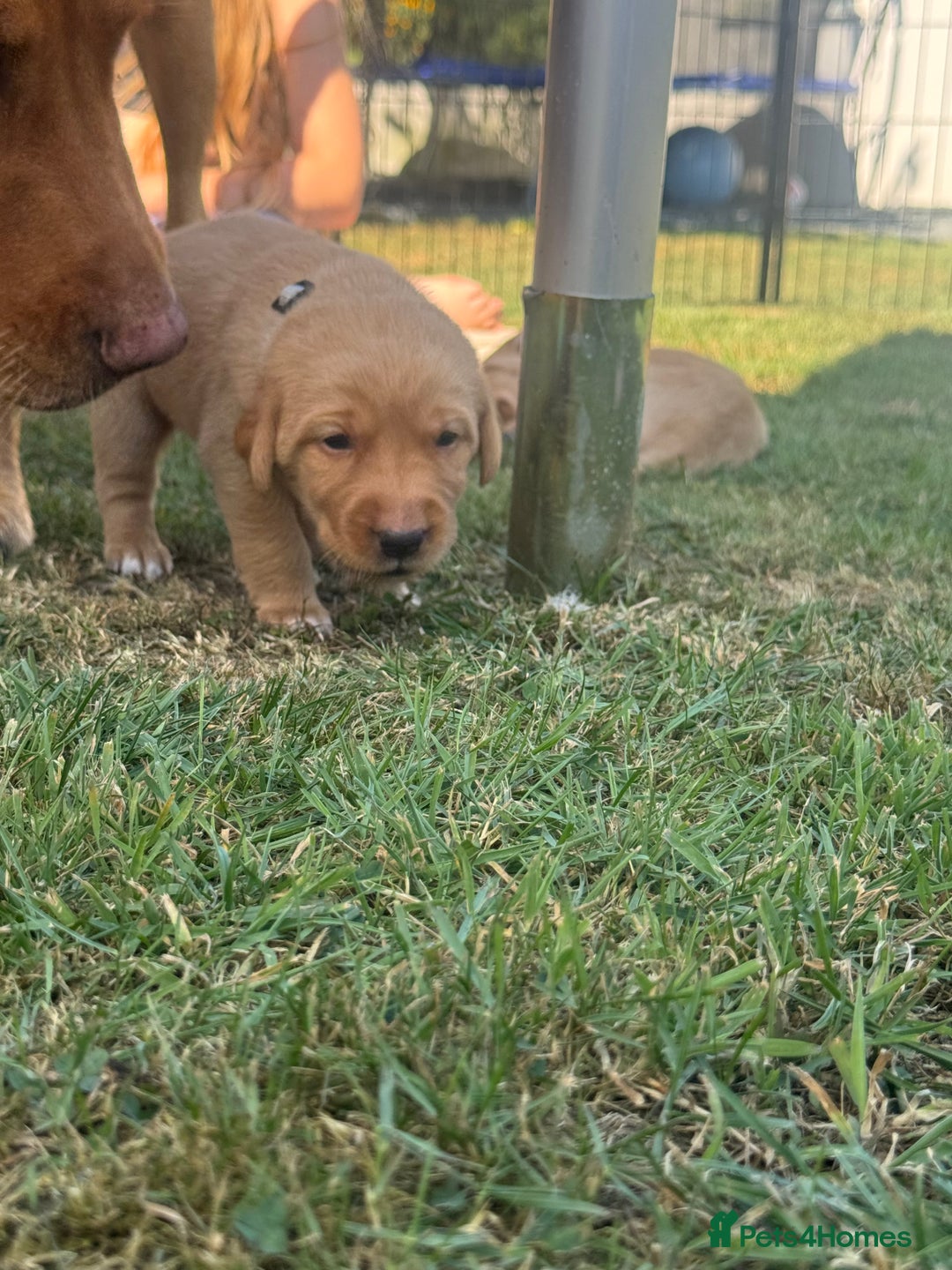 Labrador Retriever dogs for sale: Fox Red litter born 5th August - Image 10