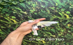 Finches birds for sale: Goldfinch for sale  - Image 16