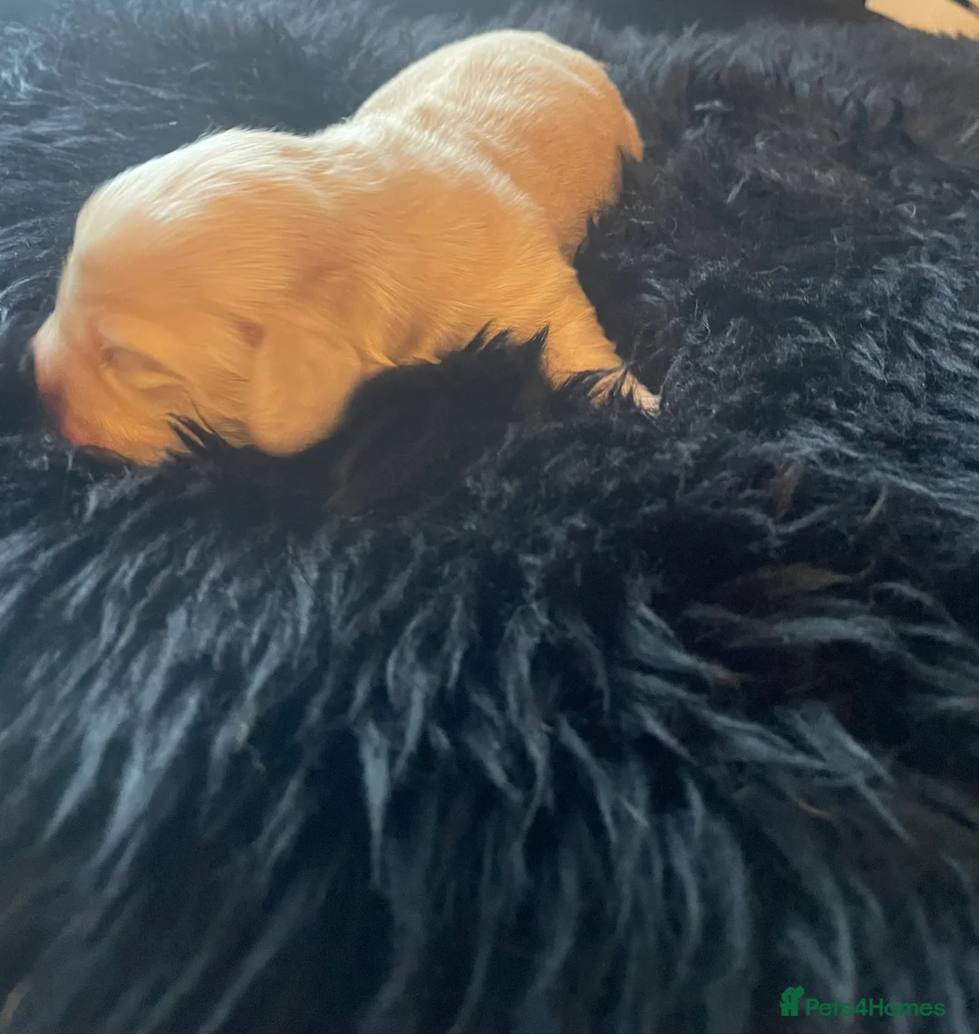 Miniature Dachshund dogs for sale: KC Miniature Long haired Cream dachshunds  - Advert 11