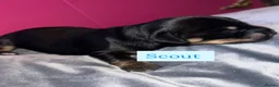 Dachshund dogs for sale: Dachshund Puppys - Advert 4