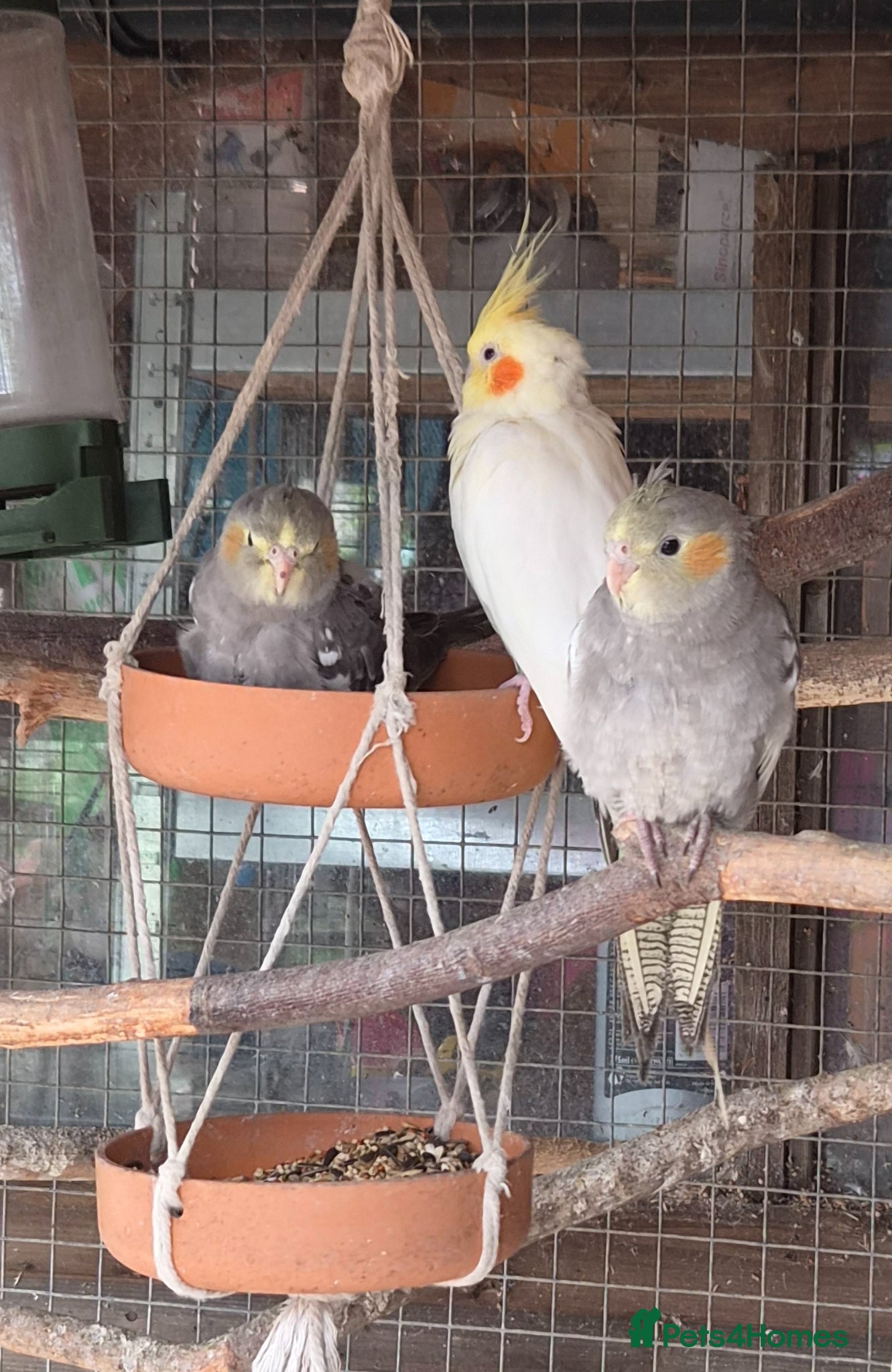 Cockatiels birds Baby cockatiel  - Advert 1