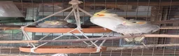 Cockatiels birds for sale: Baby cockatiel  in Stoke-on-Trent - Advert 1