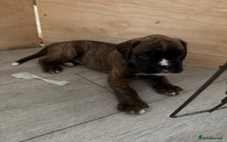 Boxer dogs for sale: Boxer pups looking for forever homes 🐶❤️ - Image 1