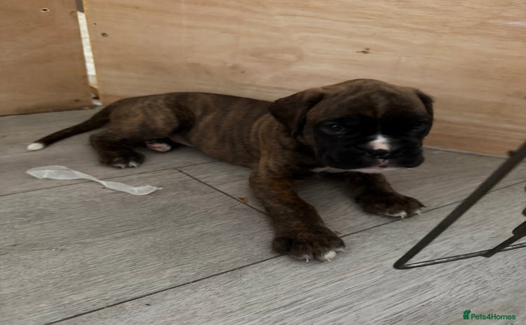 Boxer dogs - Advert 1