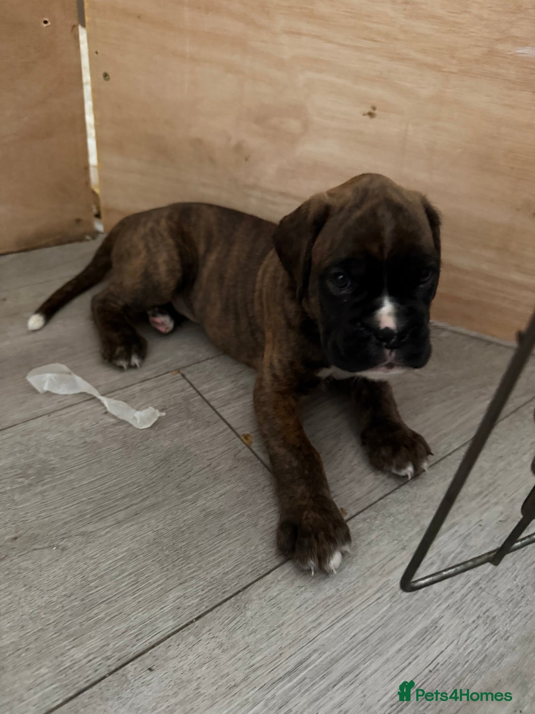 Boxer dogs for sale: Boxer pups looking for forever homes 🐶❤️ - Image 1