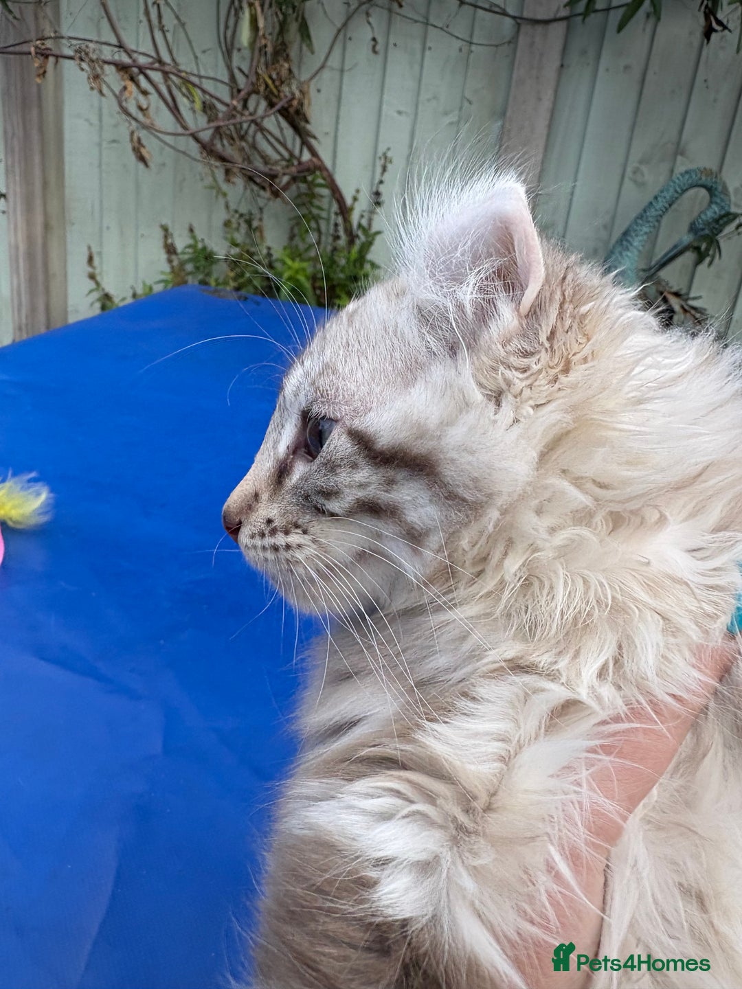 Keetso cats for sale: Stunning rare longhaired polydactyl curled eared  - Advert 32