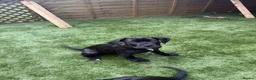 Cane Corso dogs for sale: Cane corso puppies - Advert 28