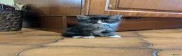 Maine Coon cats for sale: Ragdoll and Mane Clone mix parent  in Perth - Advert 12