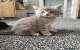 Domestic Shorthair cats for sale: Grey Tabby Kitten - Image 2