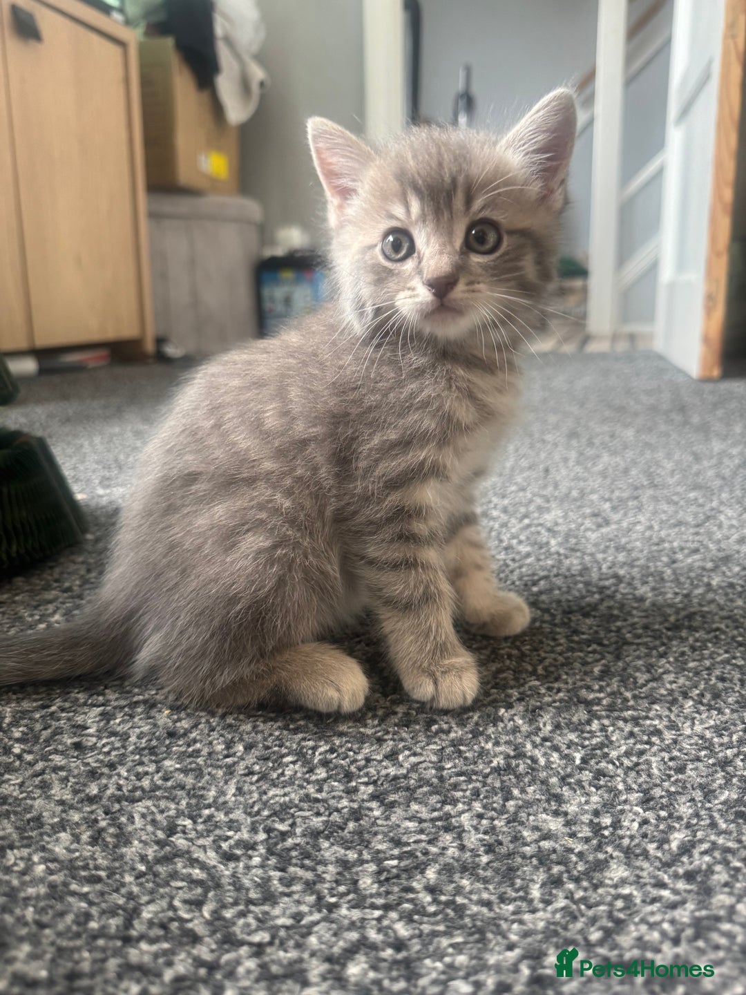 Domestic Shorthair cats for sale: Grey Tabby Kitten - Image 2