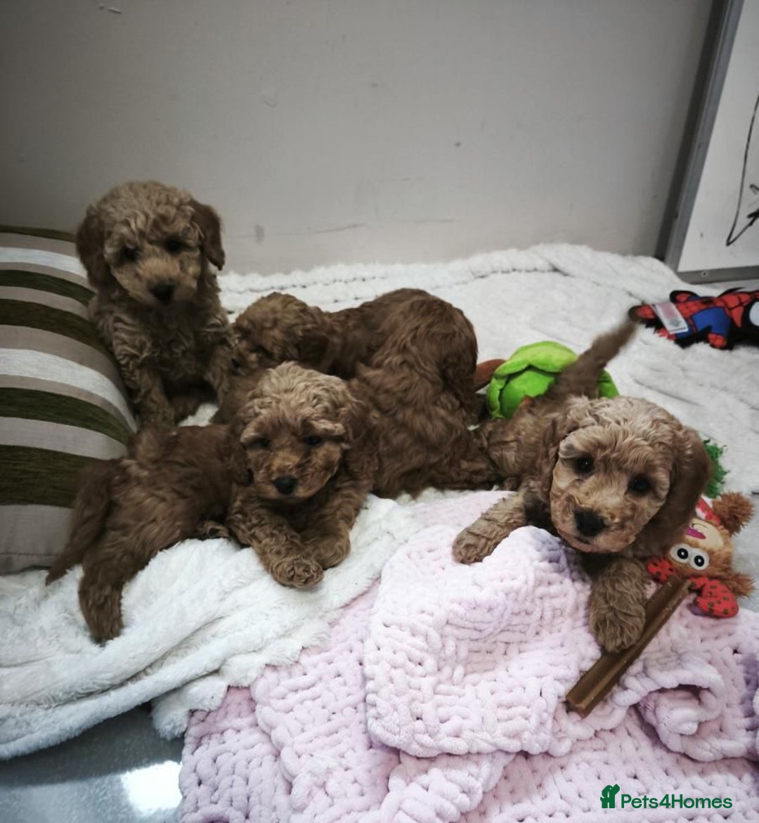 Cavapoo dogs for sale: Beautiful Toy Cavapoo Puppies £1395 - Advert 5