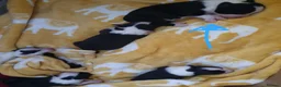 Border Collie dogs for stud: Proven Border Collie mix for stud  - Advert 5