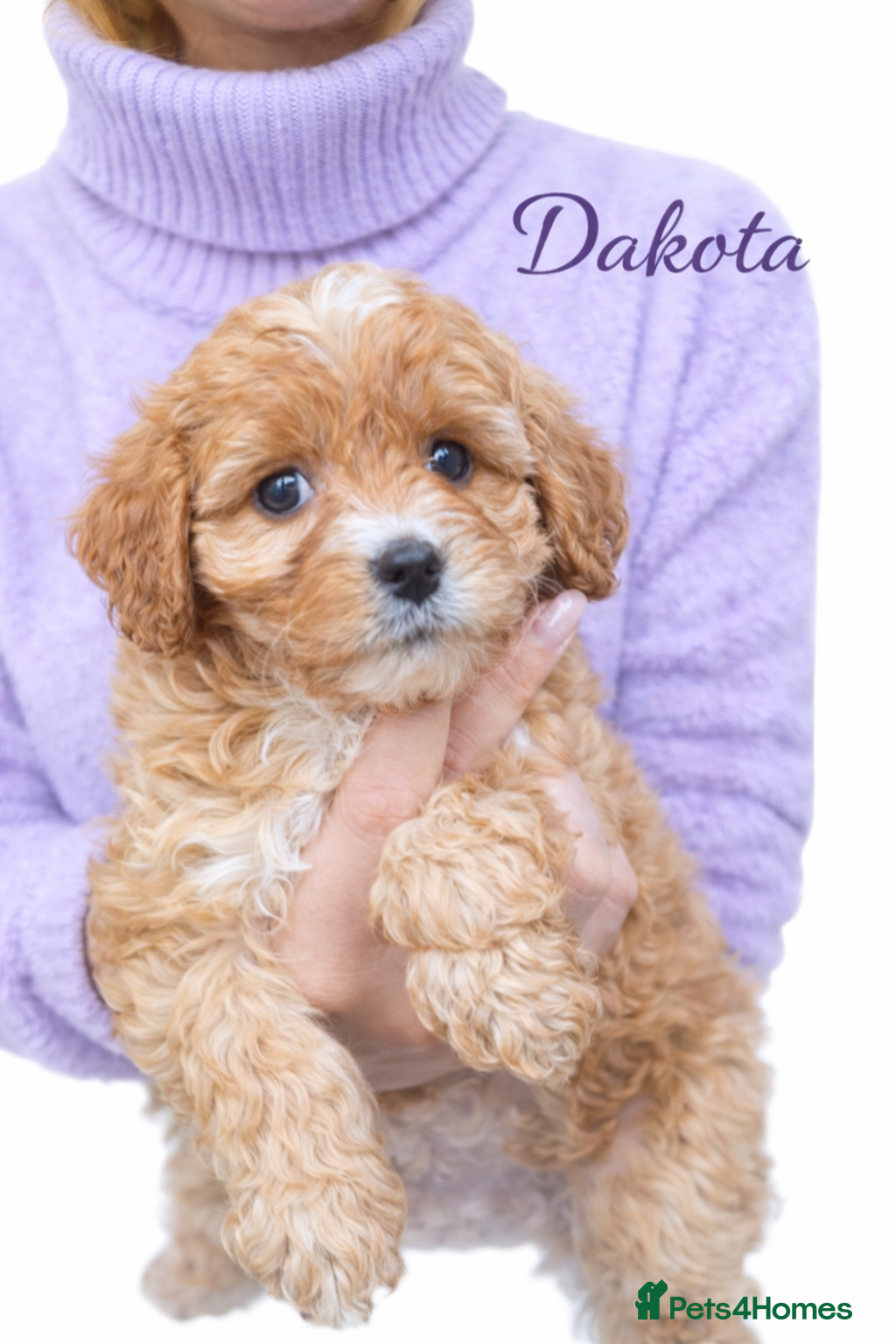 Cavapoo dogs for sale: Cavapoo health tested parents new litter coming   - Advert 1