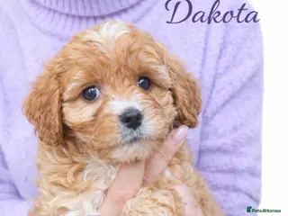 Cavapoo dogs for sale: Cavapoo health tested parents new litter coming - Advert 1