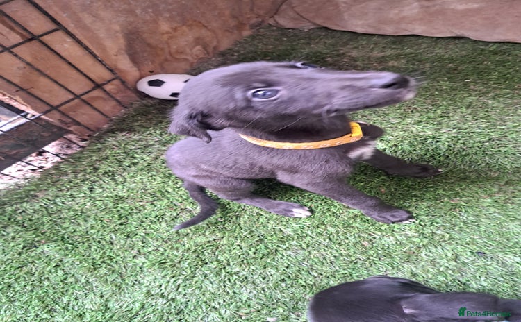 Greyhound dogs - Advert 1