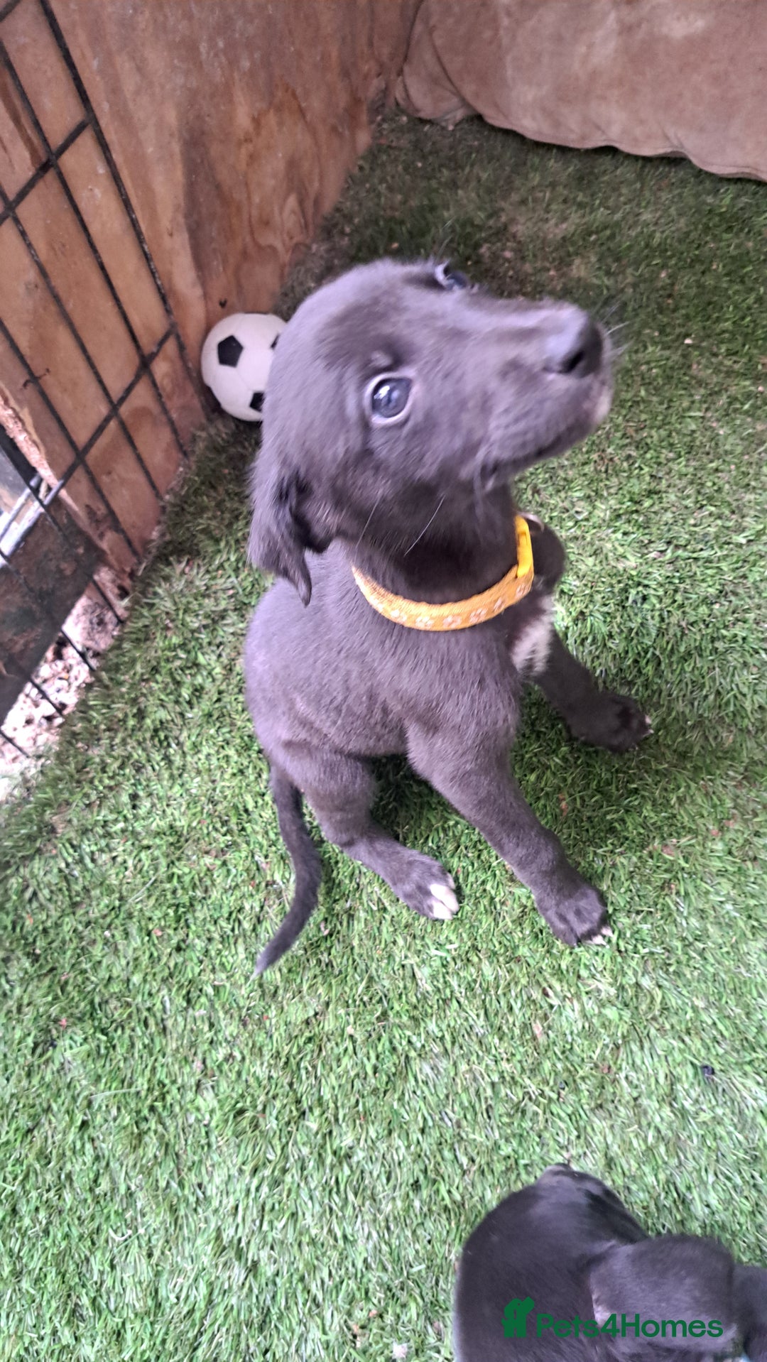 Greyhound dogs for sale: 💙READY TO GO💙 1 pup left - Irish Greyhound  - Image 13