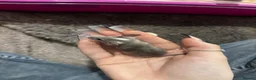 Mouse rodents for sale: Mixed boys/girl baby mice  - Advert 9