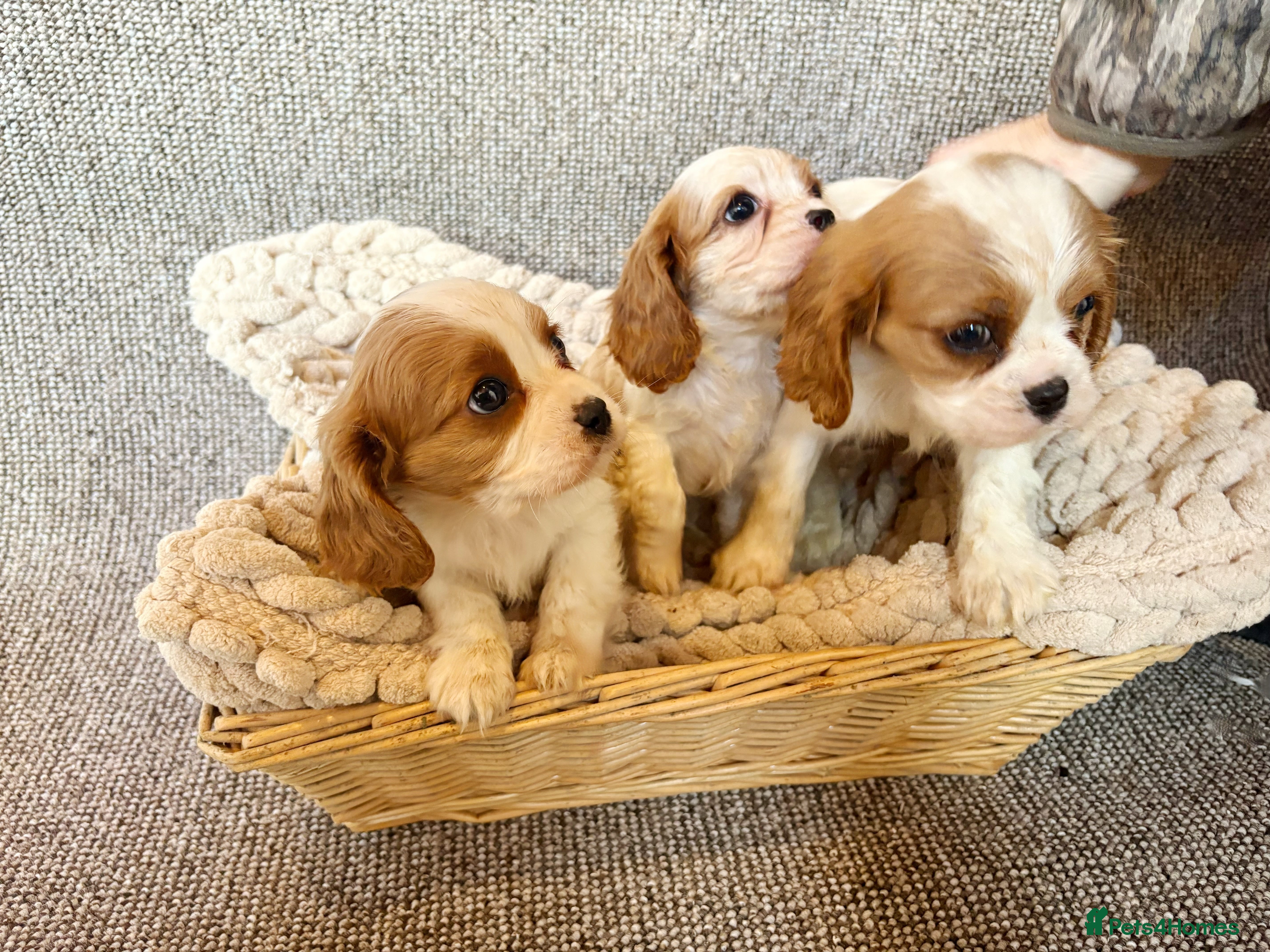 Cavalier King Charles Spaniel dogs Cavalier King Charles Puppys   - Advert 13