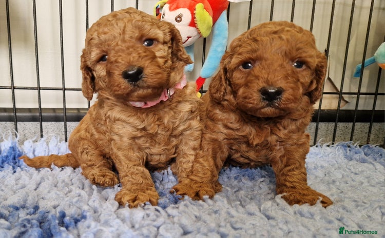 Miniature Poodle dogs in Market Drayton - Advert 12