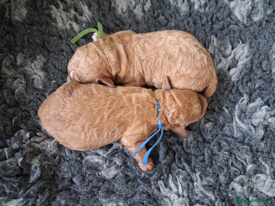 Mini Goldendoodle dogs for sale: F2b mini goldendoodles health tested - Advert 2