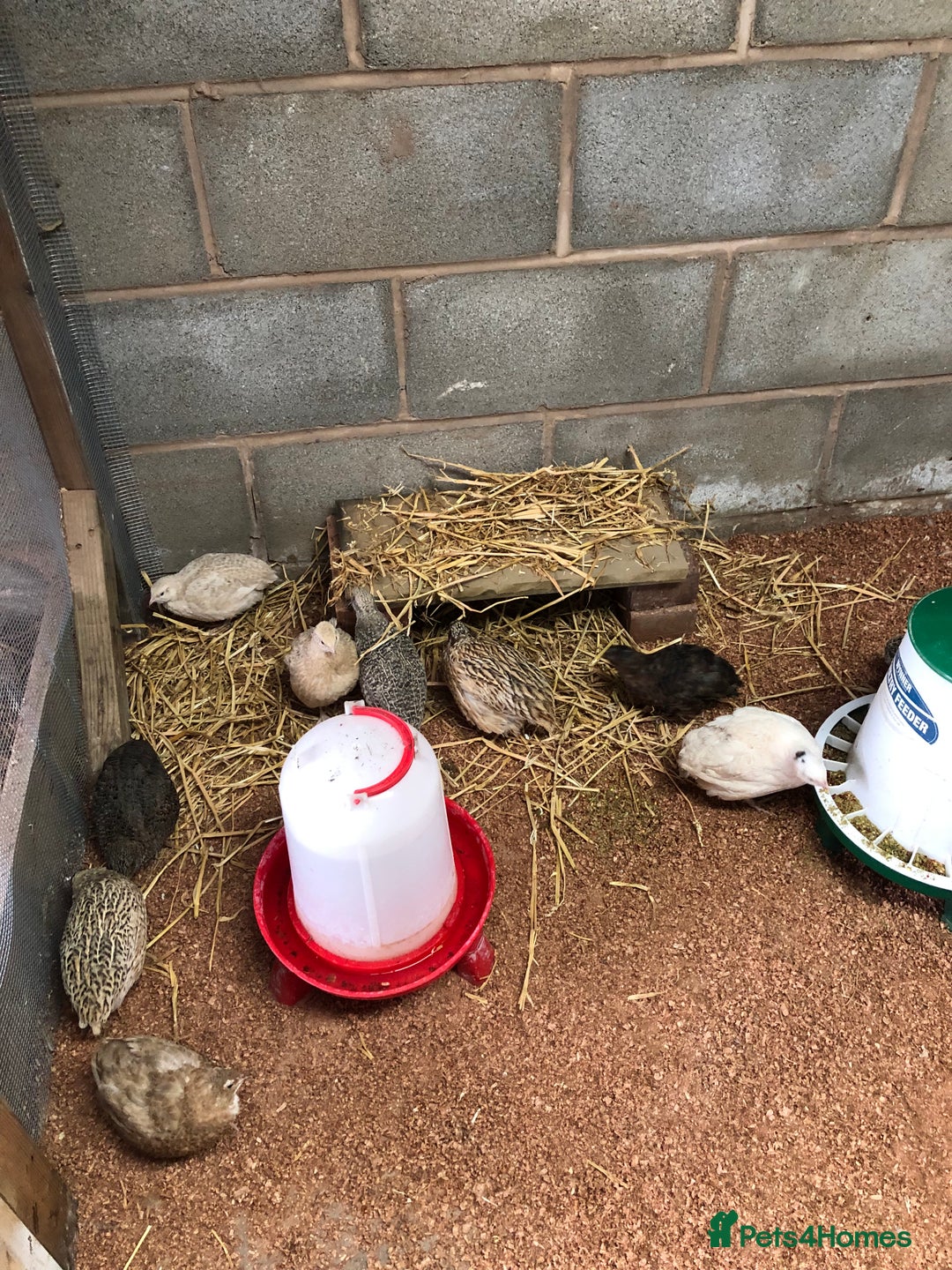 Quail poultry for sale: Jumbo & Celadon (blue egg) Coturnix Quail & eggs - Image 5