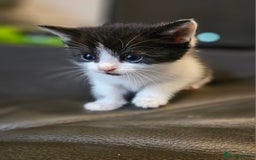 Mixed Breed cats for sale: Cute fluffy mixed kittens.  - Image 2