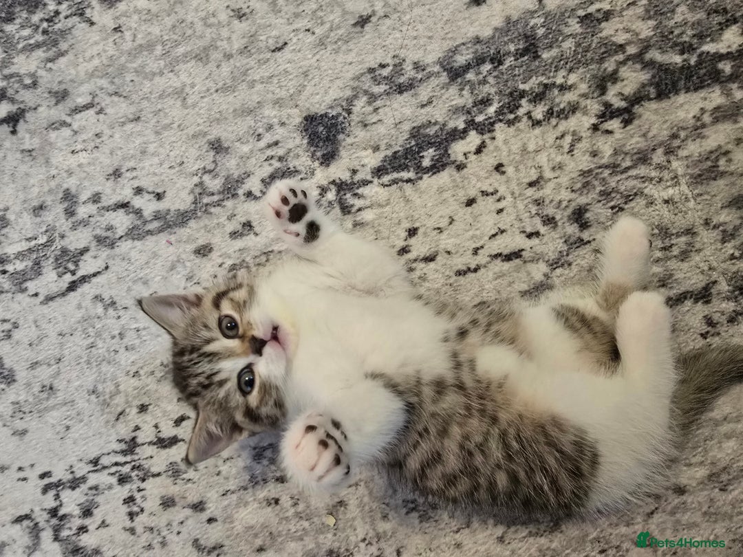 British Shorthair cats for sale: ASH-Male British Shorthair - Advert 7