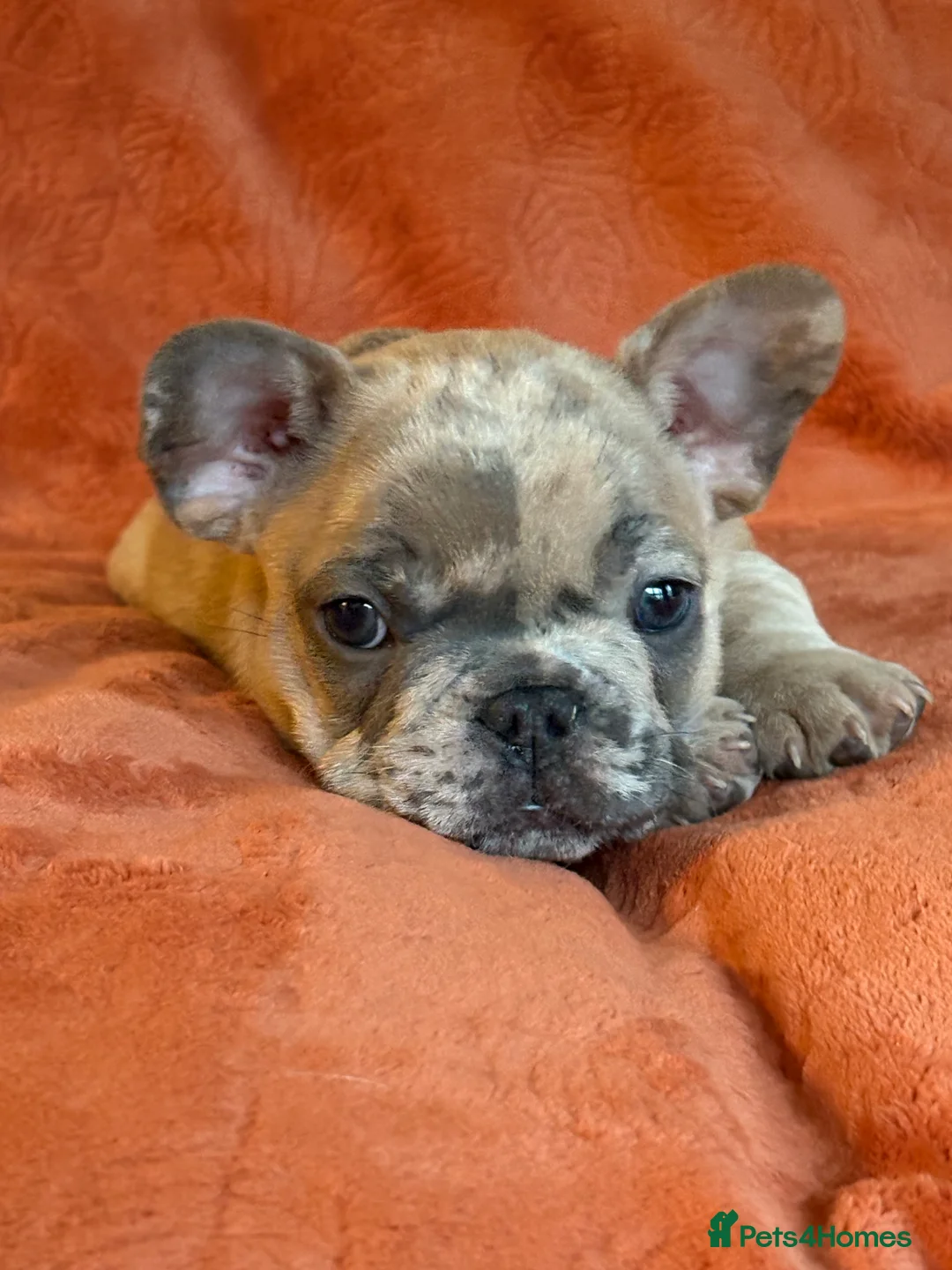 French Bulldog dogs for sale: *REDUCED*❤️‍🔥 - Advert 33