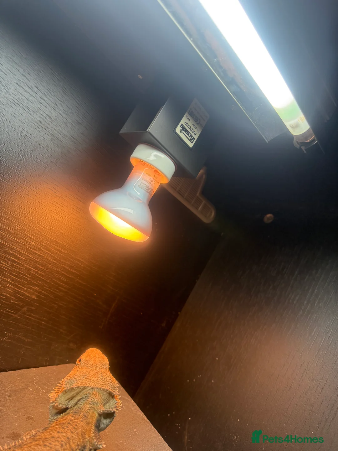 Bearded Dragon reptiles for sale: Bearded dragon and complete set up - Advert 5