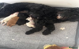 Cockapoo dogs for sale: 🐶Stunning cockerpoo puppies-just born  - Image 2