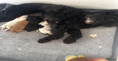 Cockapoo dogs - Advert 4