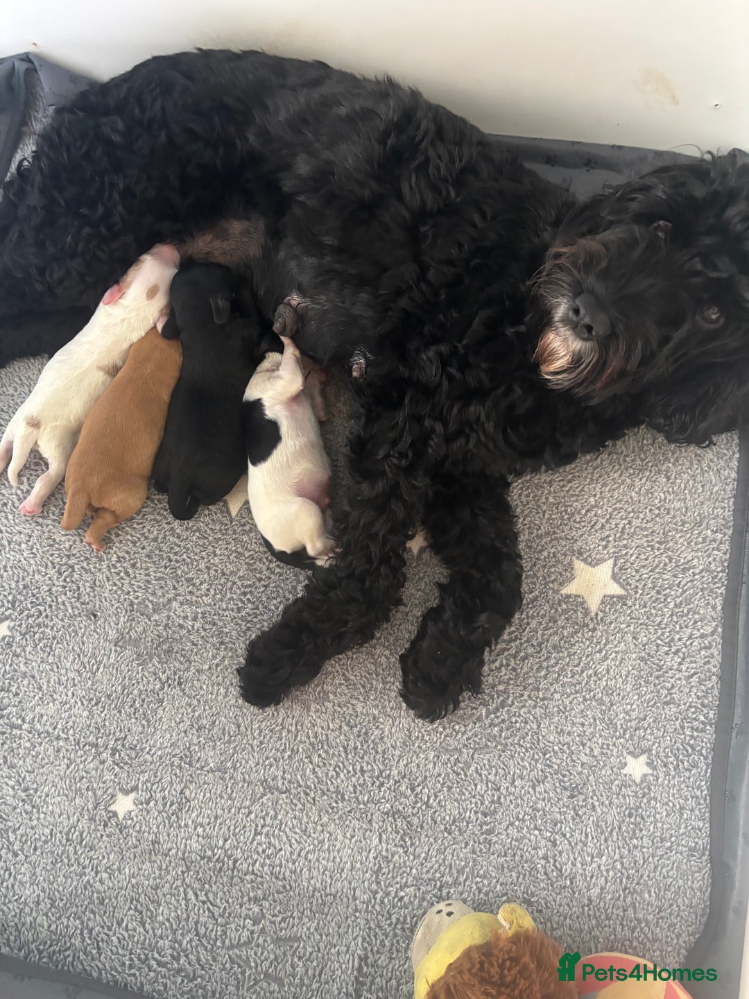 Cockapoo dogs for sale: 🐶Stunning cockerpoo puppies-just born  - Image 2
