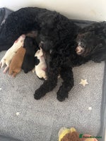 Cockapoo dogs - Advert 10