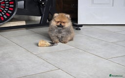 Pomeranian dogs for sale: Tiny Teddy Bear Pomeranians - Image 6