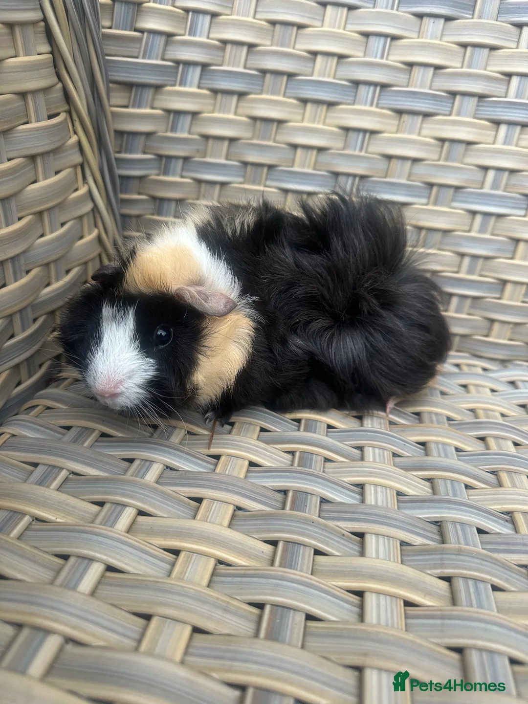 Guinea Pig rodents for sale: 1 left Lovely funky haired male guinea pig - Advert 6