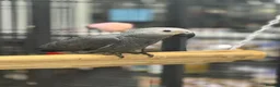 Parrots birds for sale: Gorgeous handreared tame baby African Greys  - Advert 1