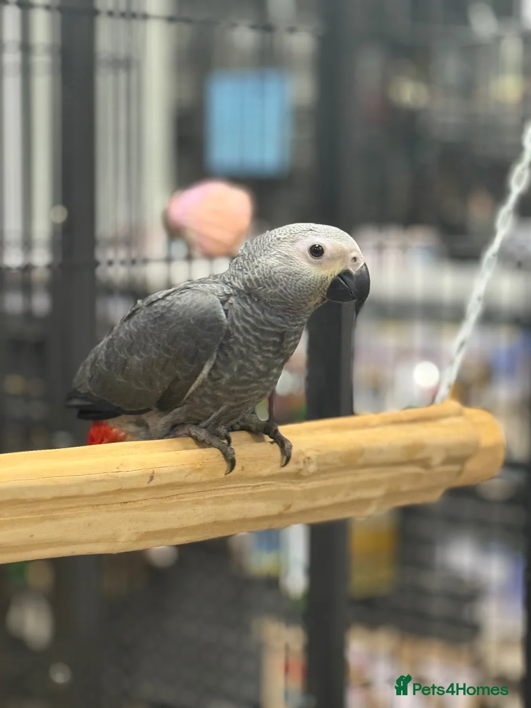 Parrots birds for sale: Gorgeous handreared tame baby African Greys  - Advert 1