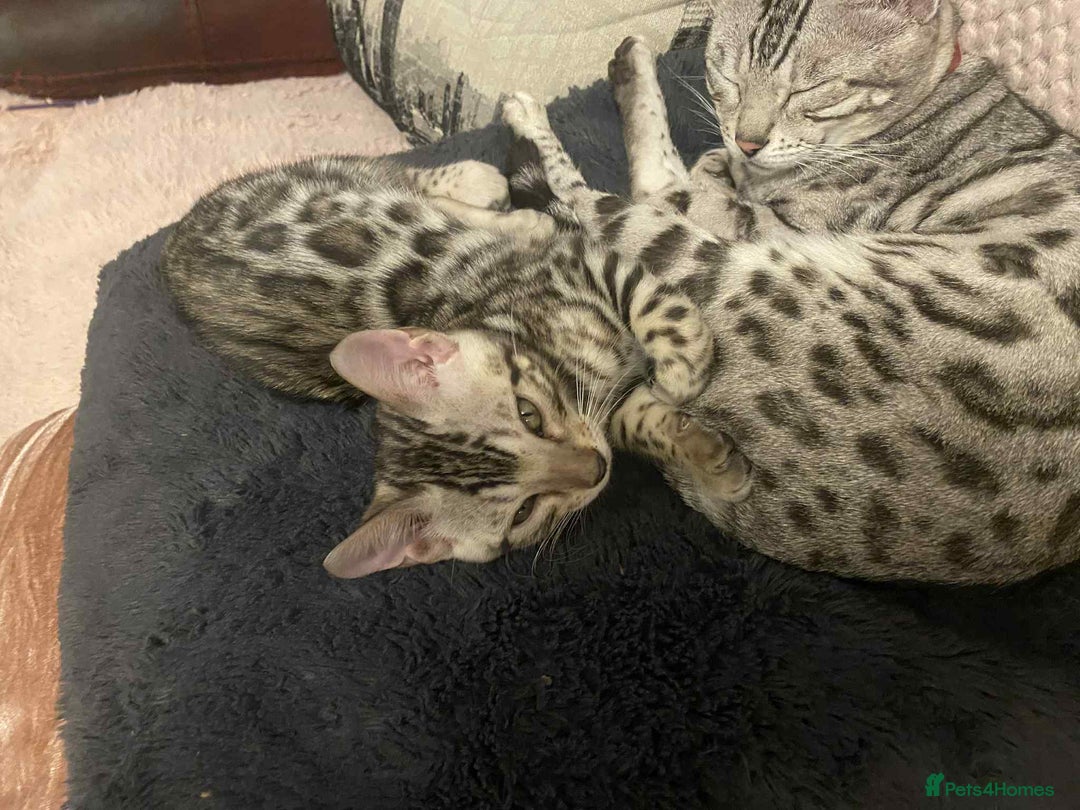 Bengal cats for sale: Silver bengals - Image 9
