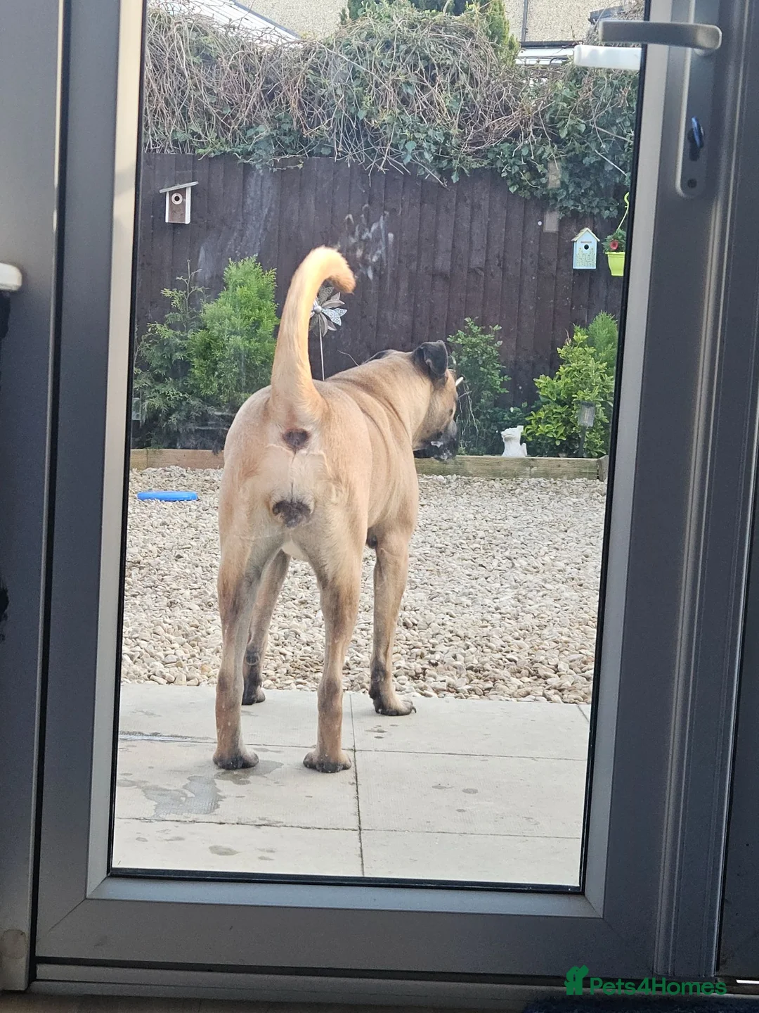 Cane Corso dogs for sale: Last puppy left - Advert 2