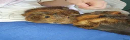 Guinea Pig rodents for sale: Abyssinian Type Boars in Hemel Hempstead - Advert 6