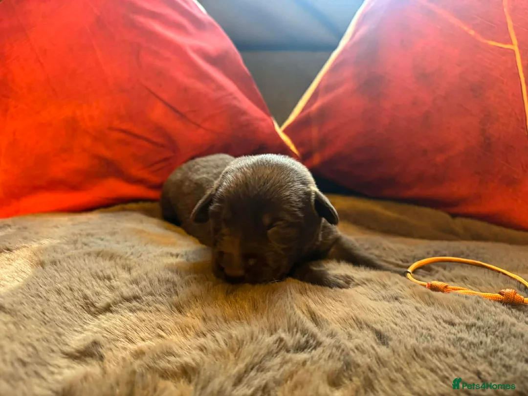 Mixed Breed dogs for sale: Labrador retriever cross - Advert 8