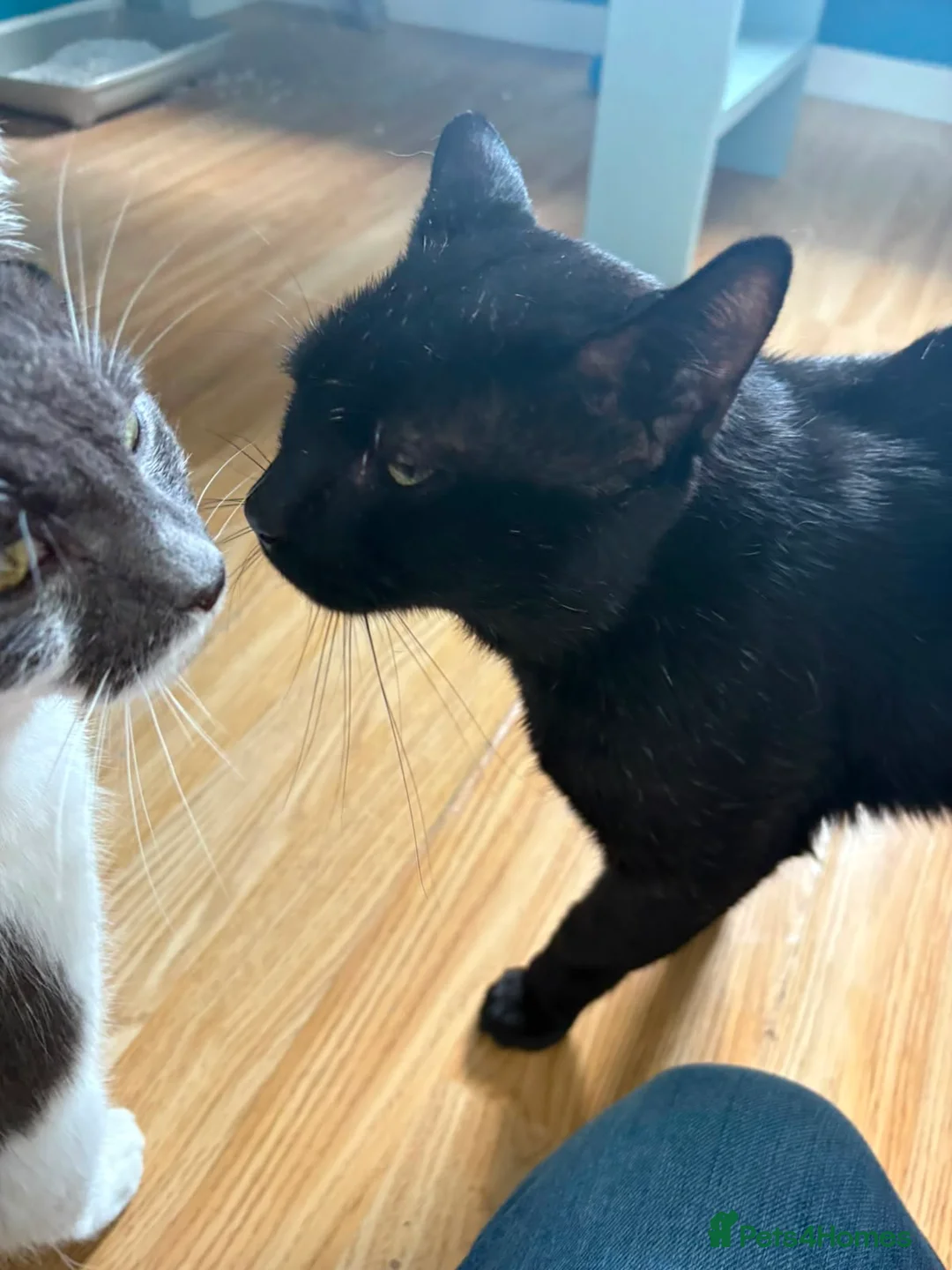 Mixed Breed cats for sale: 2 beautiful boys needing loving homes  - Advert 2