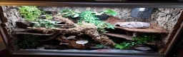 Skink reptiles for sale: Pink tongue skinks - Advert 2