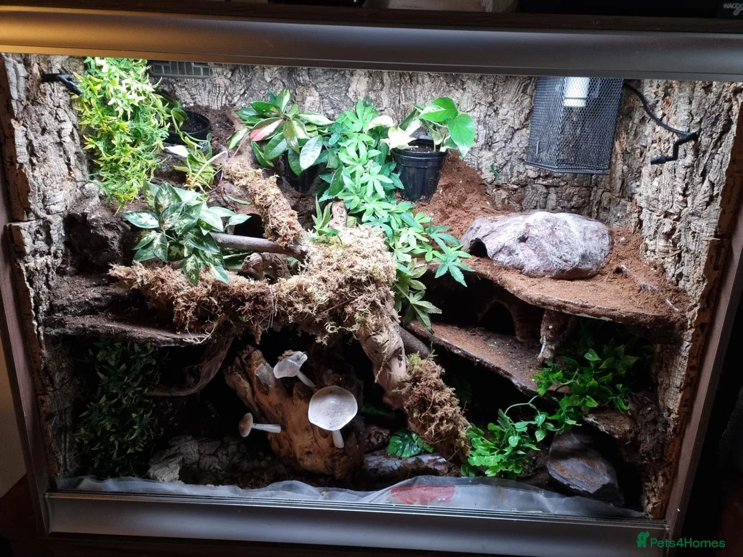 Skink reptiles for sale: Pink tongue skinks - Advert 2