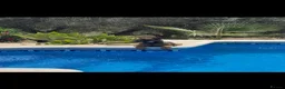 Belgian Shepherd Dog dogs for sale: Belgium malinos  in London - Advert 4