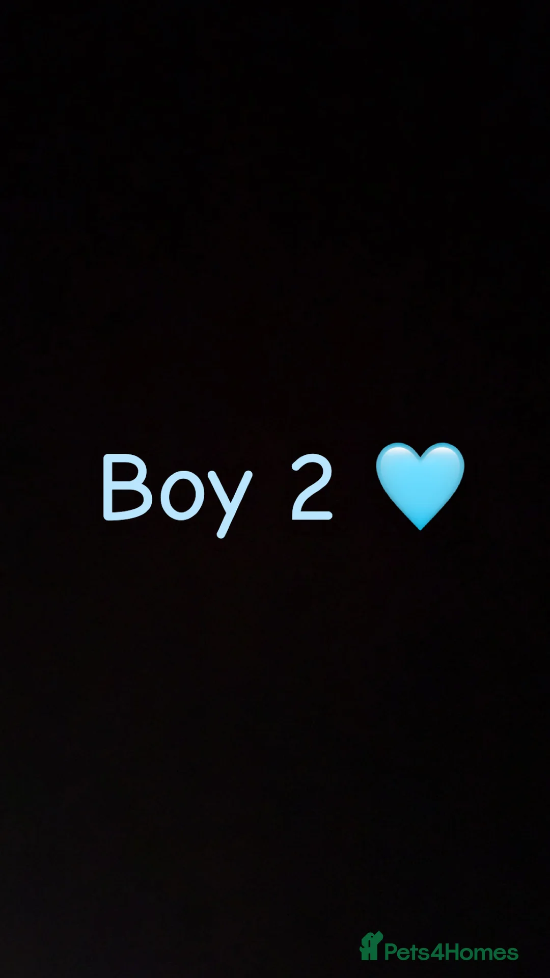 Miniature Dachshund dogs for sale: 3 beautiful boys left !!  - Advert 8