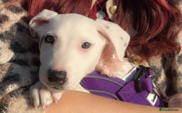 Mixed Breed dogs for sale: Stunning whippet cross female puppy - Image 7