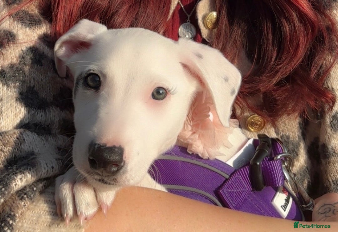 Mixed Breed dogs for sale: Stunning whippet cross female puppy - Image 7
