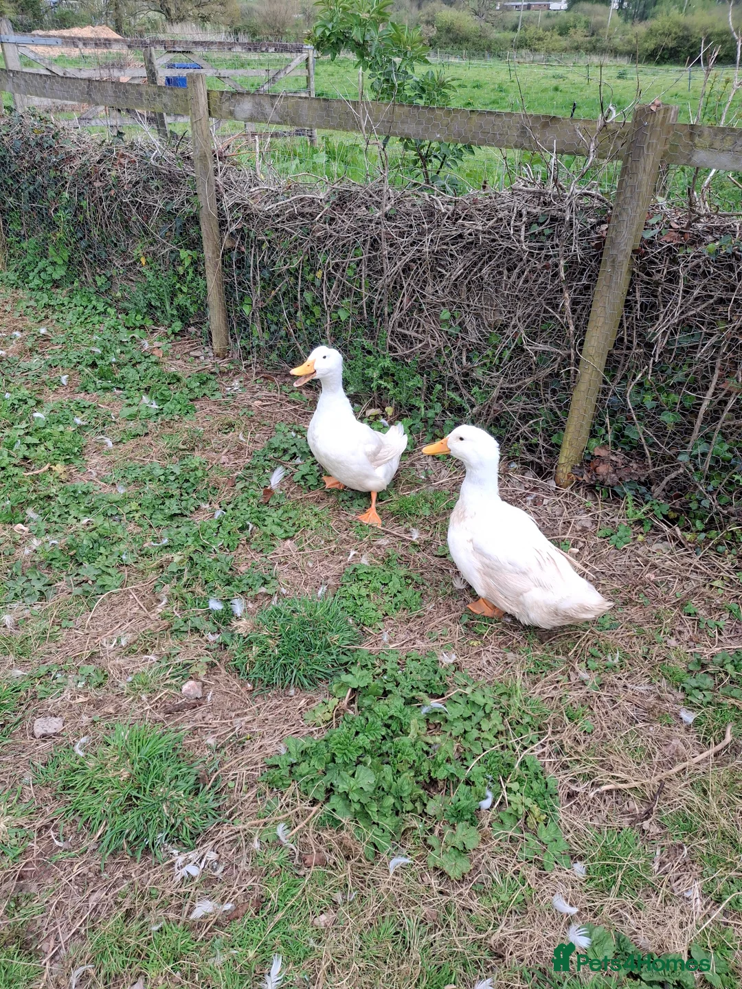 Ducks poultry for sale: 2 x aylesbury cross drakes for sale in Tiverton - Advert 2