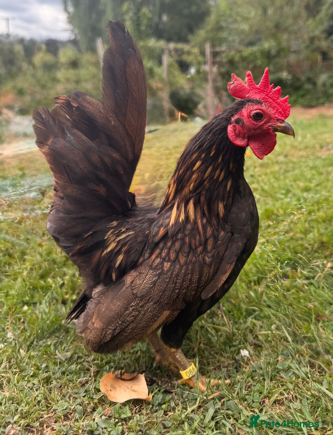 Chickens poultry for sale: Serama Cockerels Looking for New Homes - Image 5